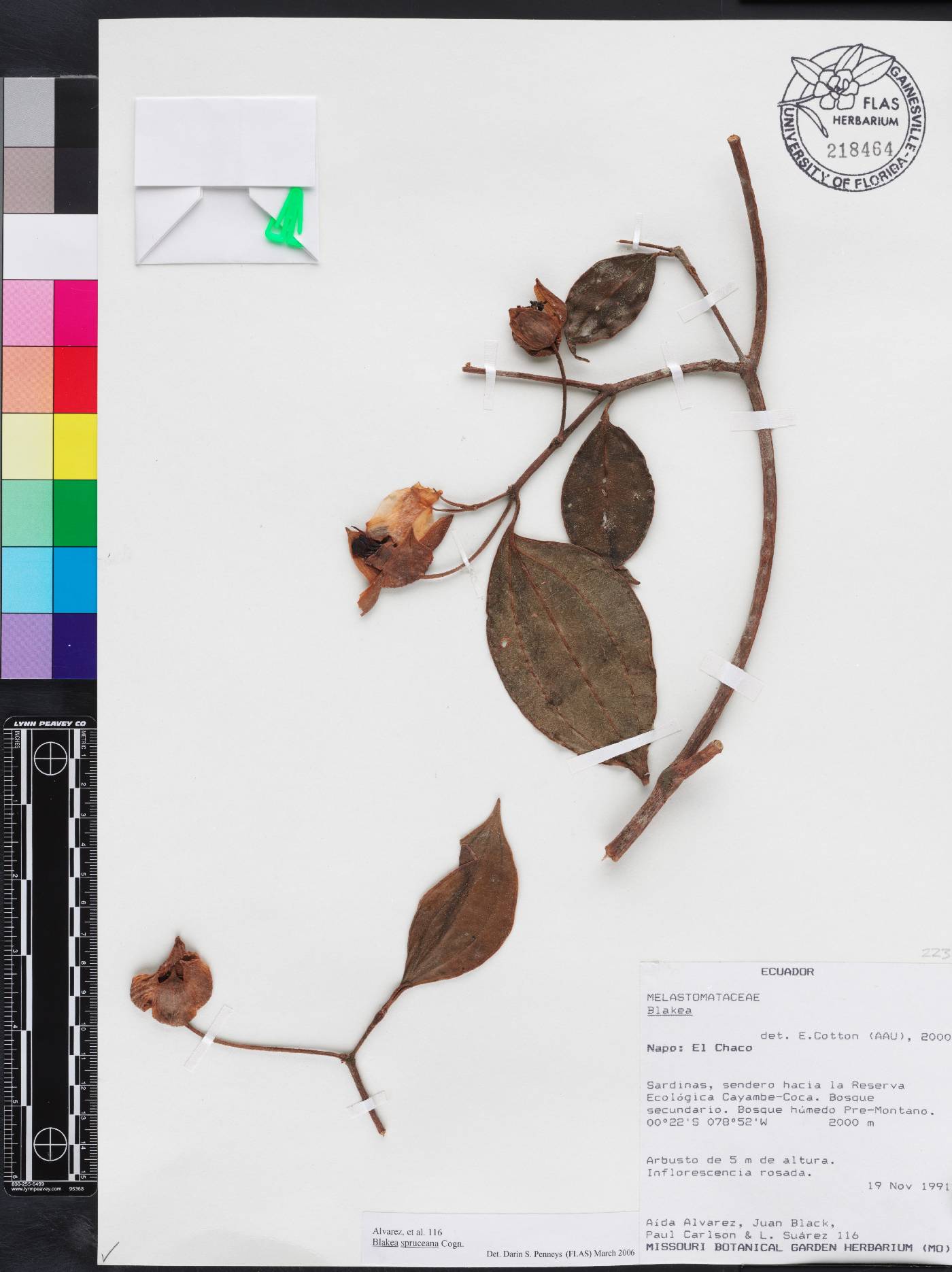 Blakea spruceana image