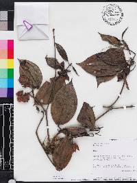 Blakea spruceana image