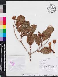 Blakea spruceana image