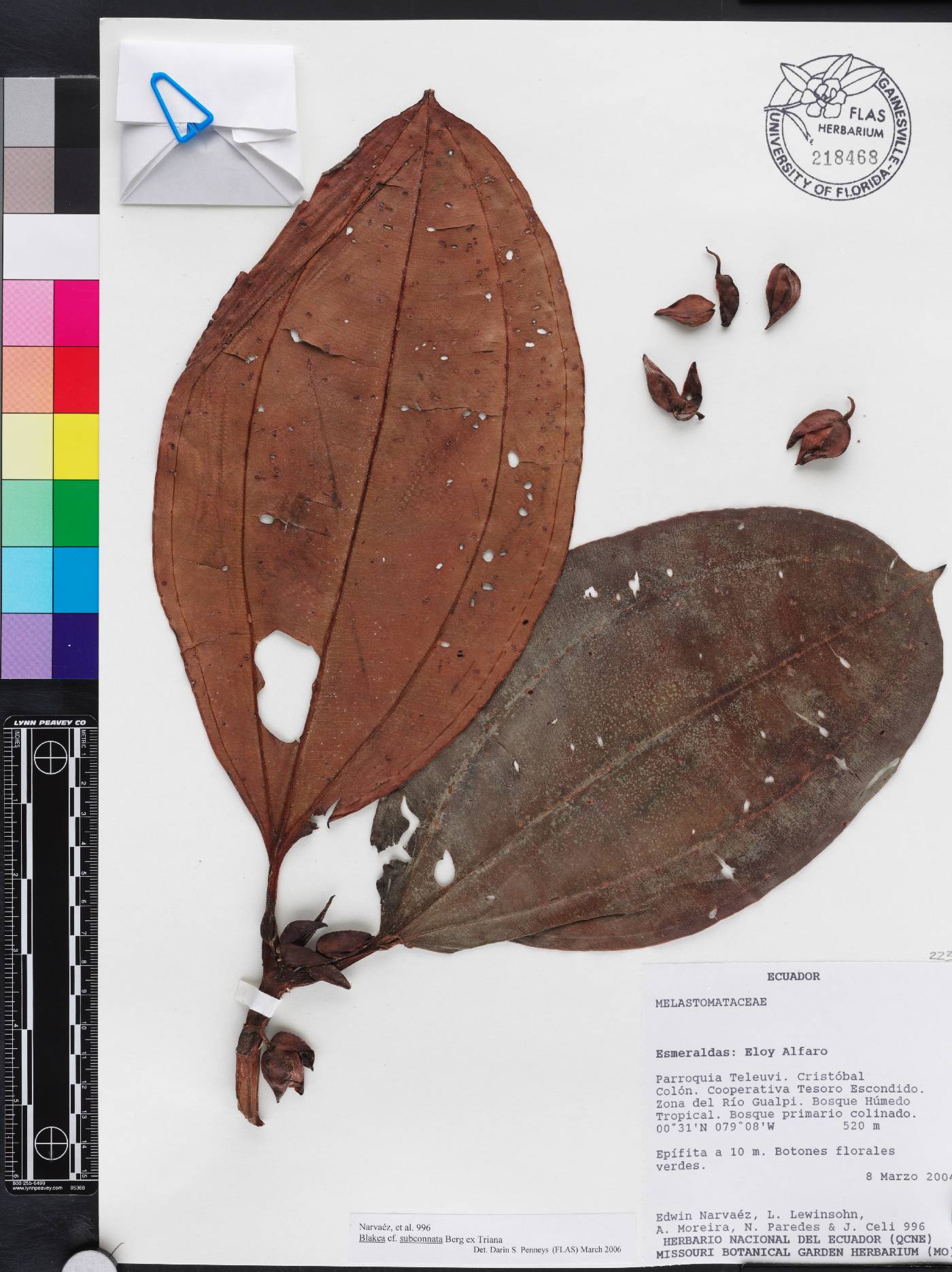 Blakea subconnata image