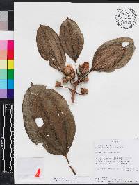 Blakea subvaginata image