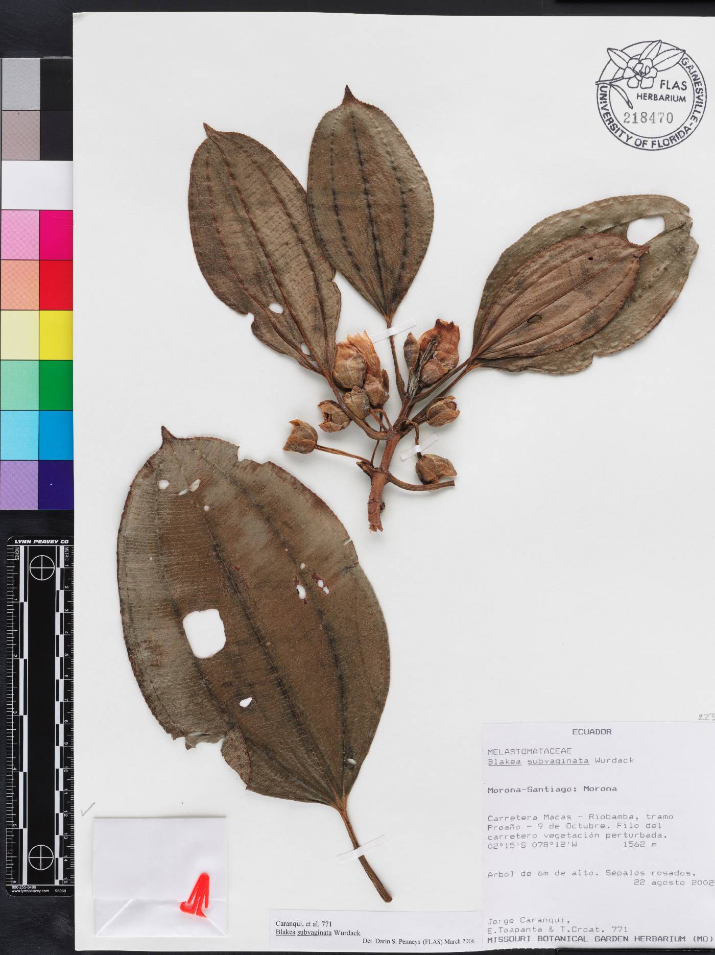 Blakea subvaginata image