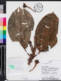 Blakea subvaginata image