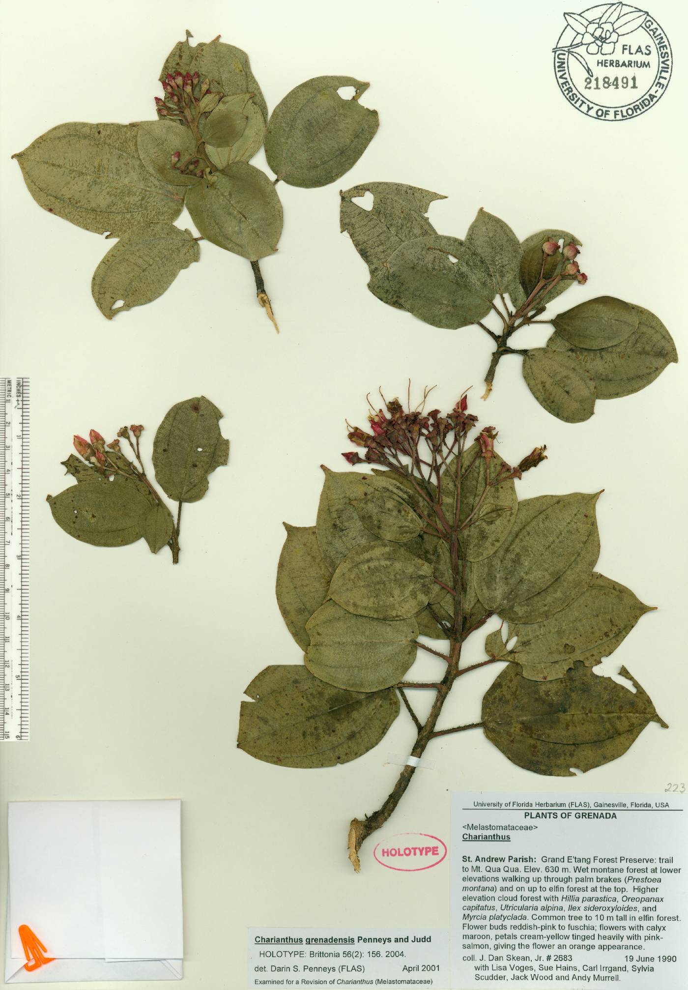 Miconia grenadensis image