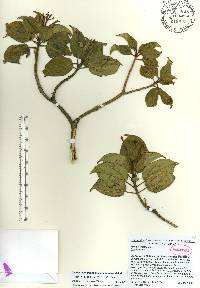 Miconia grenadensis image