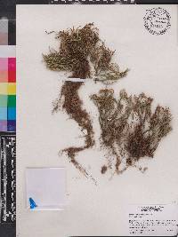 Selaginella arenicola image