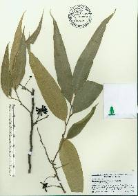Polyalthia longifolia image