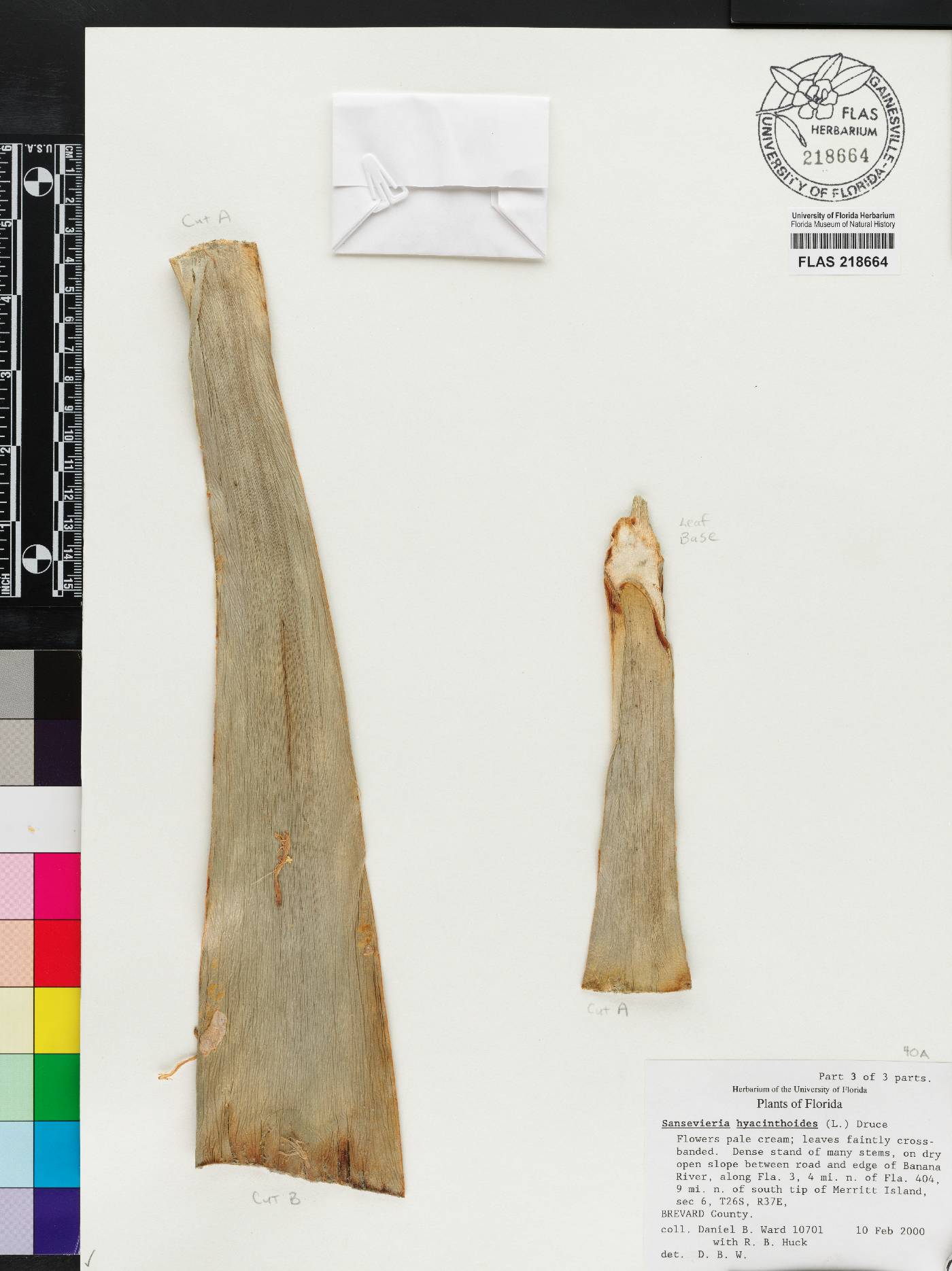 Sansevieria hyacinthoides image