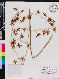 Oncidium hintonii image