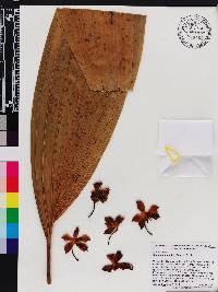 Neomoorea wallisii image