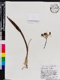 Prosthechea cochleata image