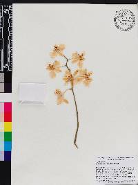 Image of Phalaenopsis stuartiana