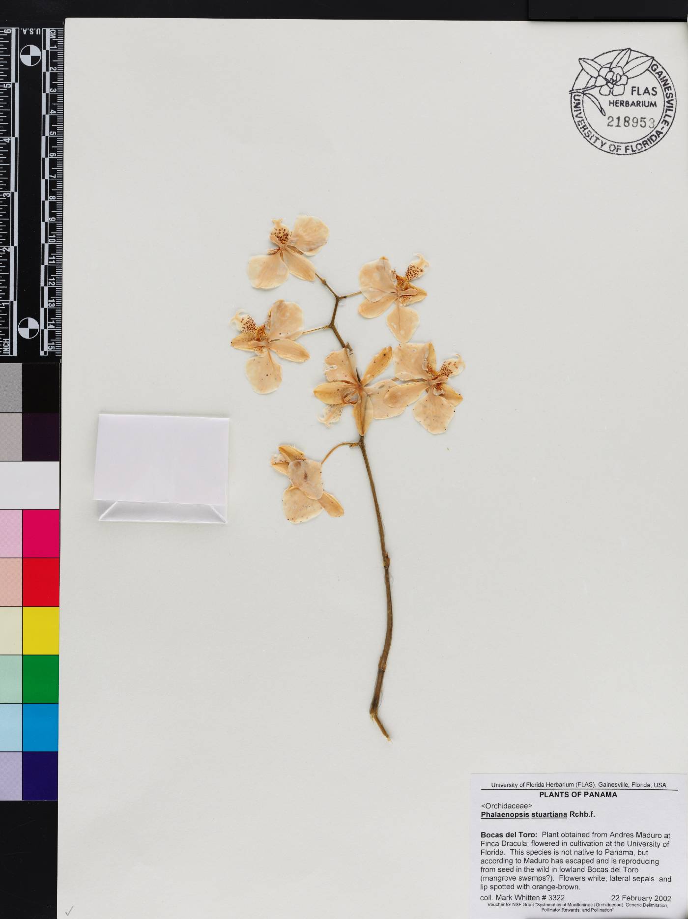 Phalaenopsis stuartiana image