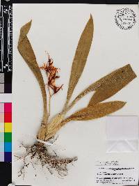 Brassia rhizomatosa image