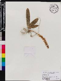 Notylia barkeri image
