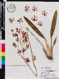 Oncidium maduroi image