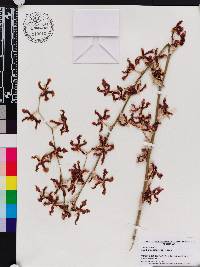 Oncidium anthocrene image