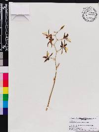 Oncidium cariniferum image