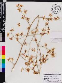 Oncidium leleui image