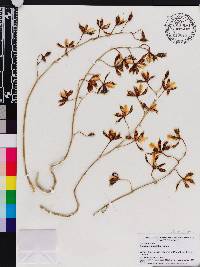 Oncidium maculatum image