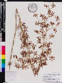 Oncidium maduroi image