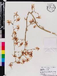 Oncidium anthocrene image