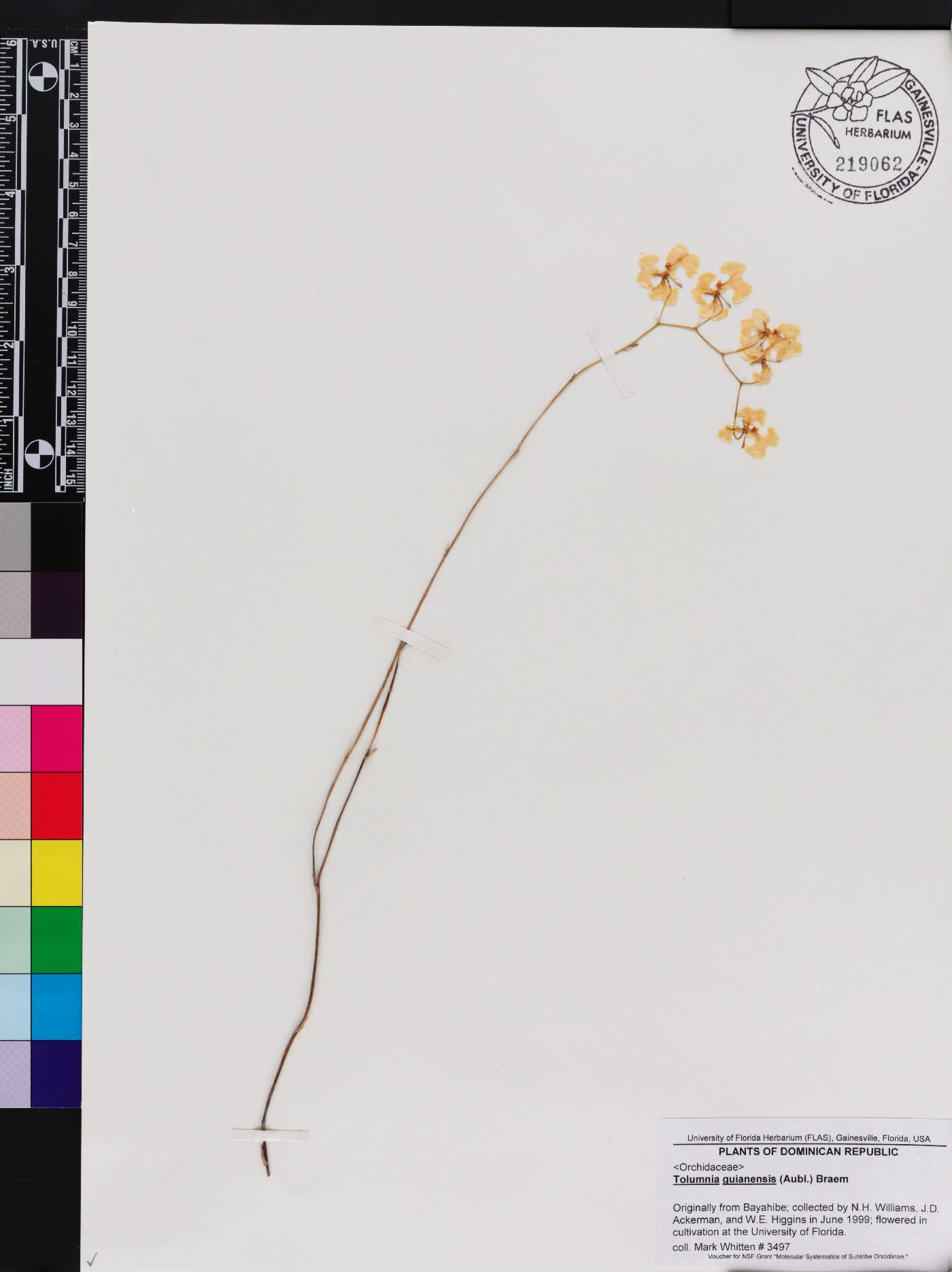 Tolumnia guianensis image