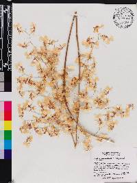 Oncidium obryzatoides image