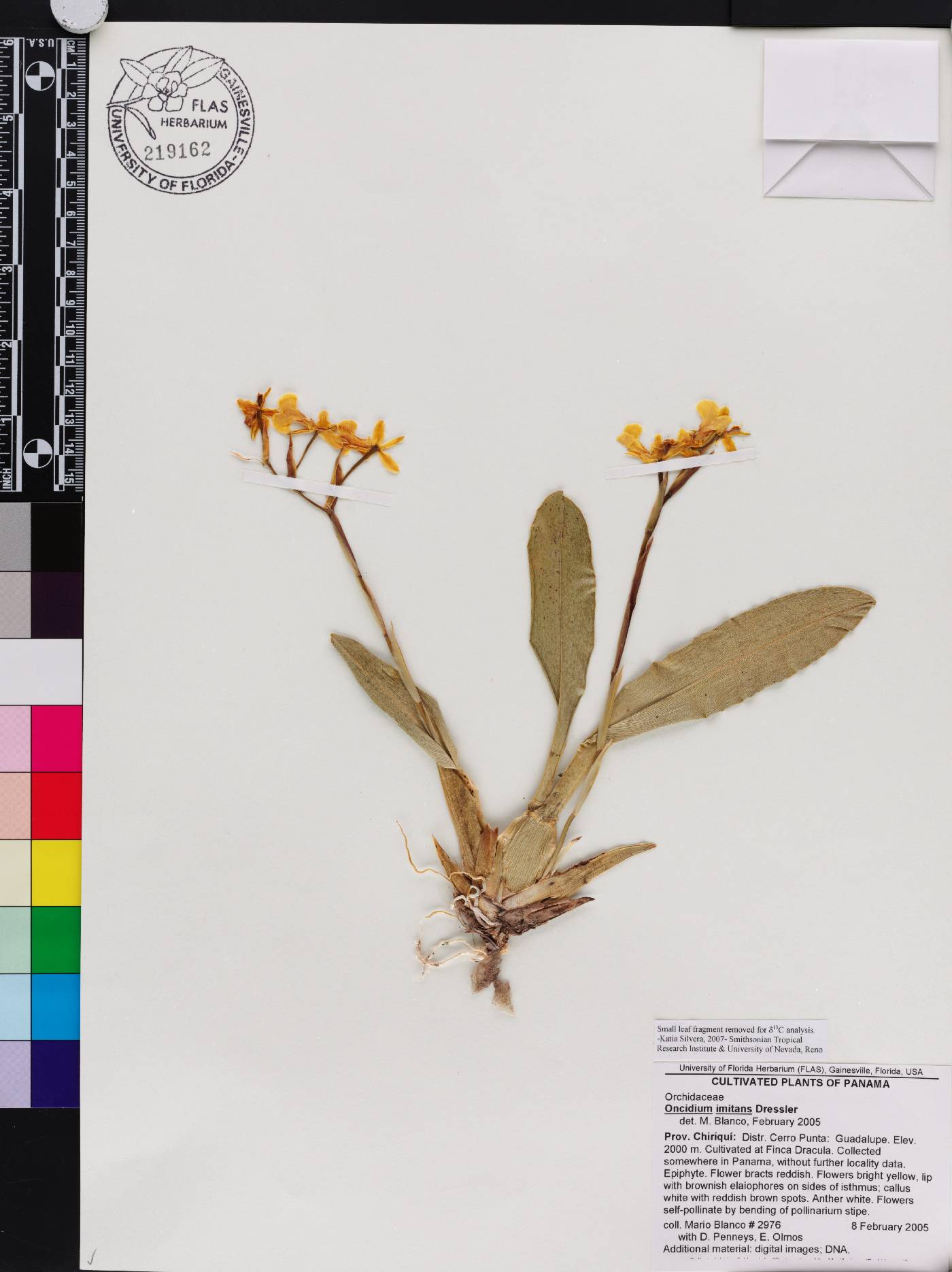 Oncidium imitans image