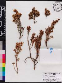 Baccharis tola var. incarum image