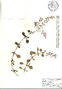 Image of Plectranthus verticillatus