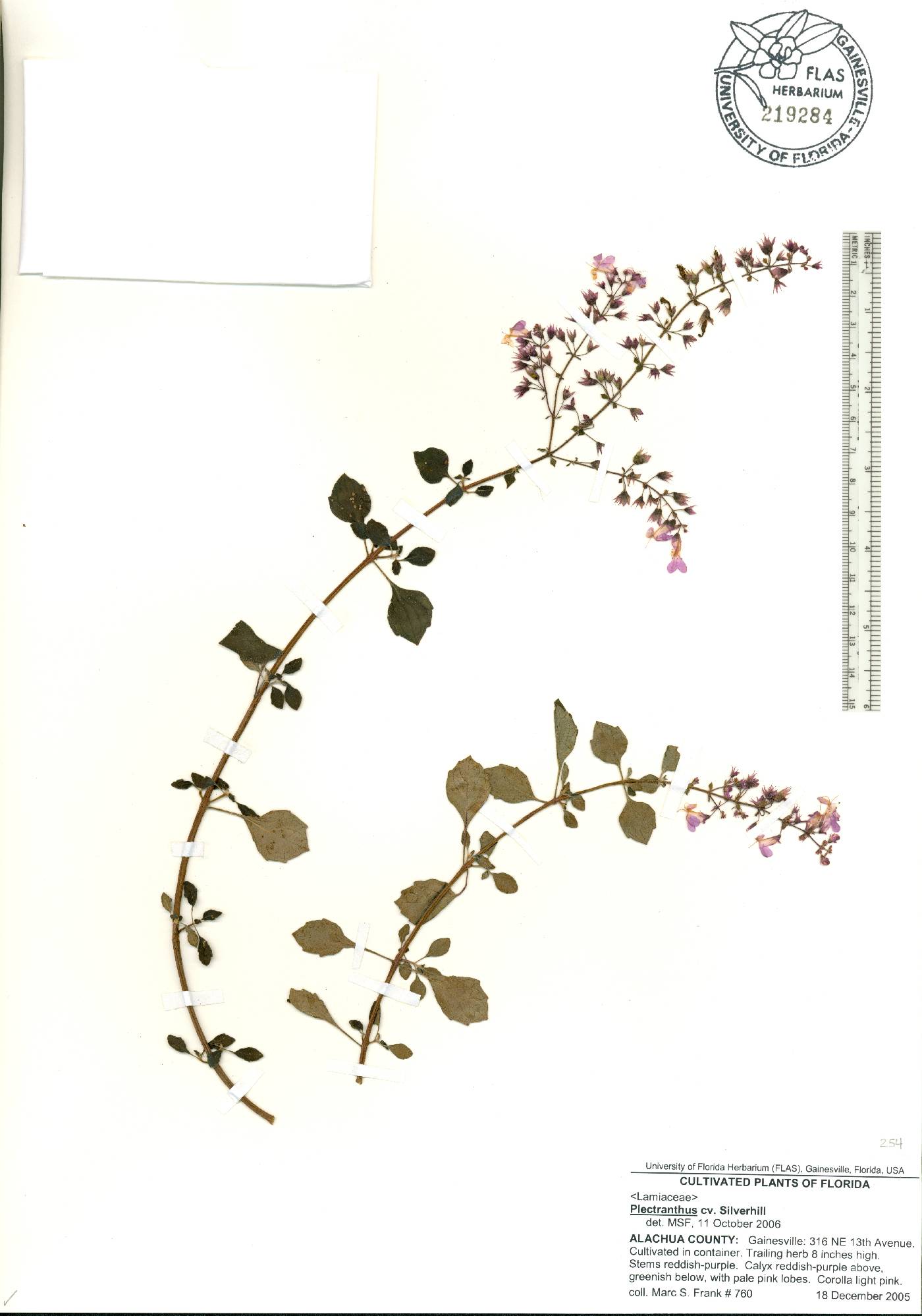 Plectranthus verticillatus image