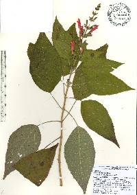 Salvia karwinskii image