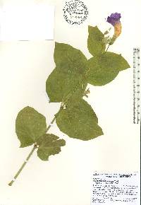Thunbergia battiscombei image