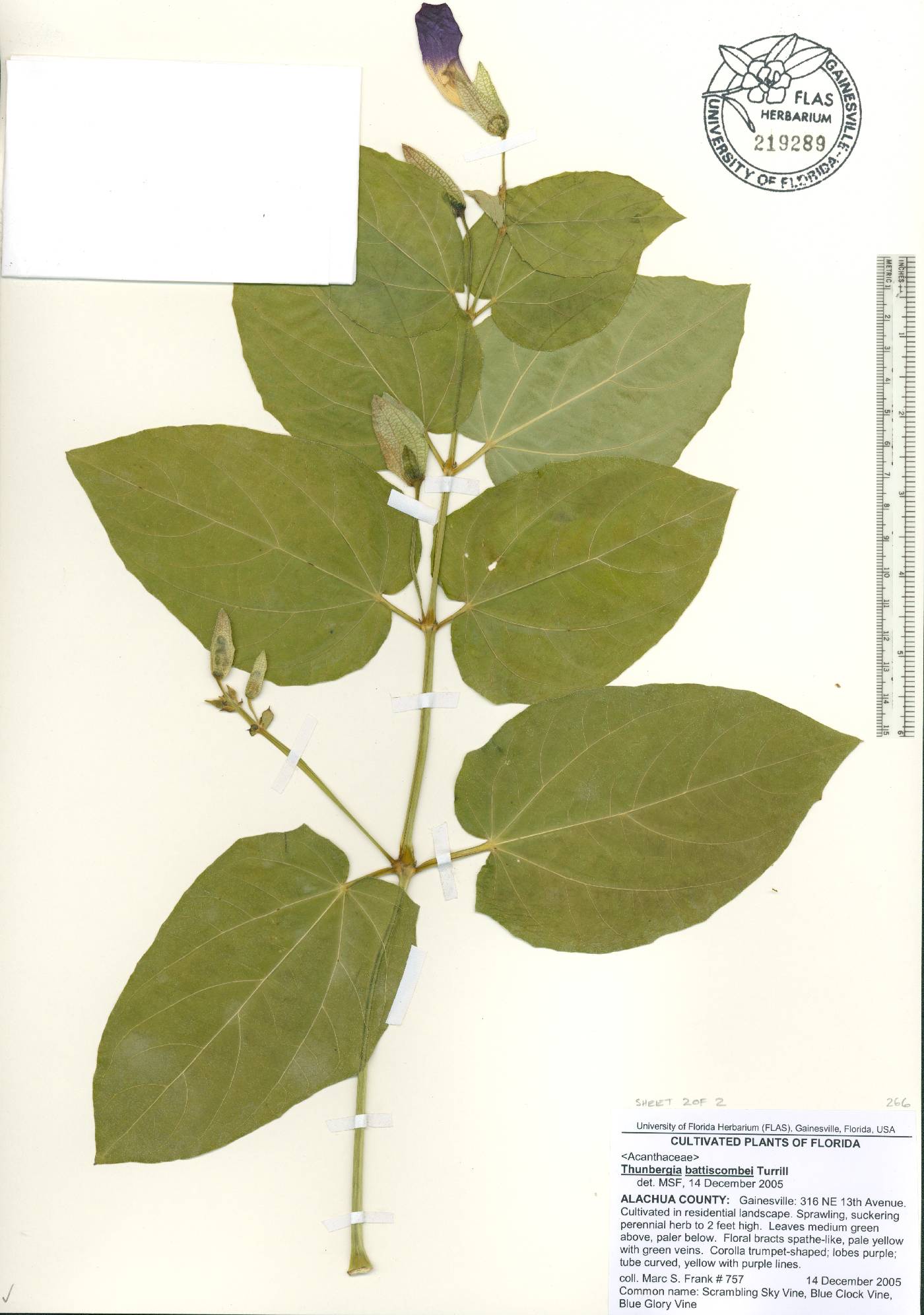 Thunbergia battiscombei image