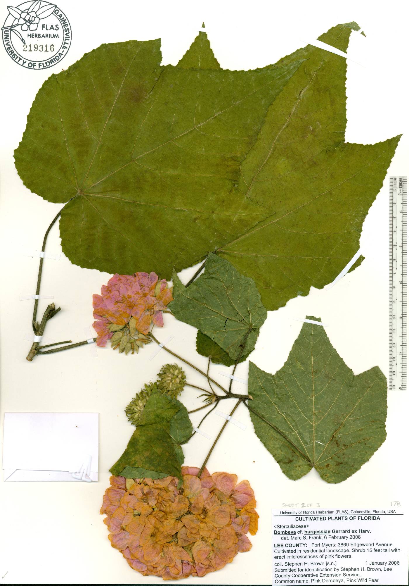 Dombeya burgessiae image