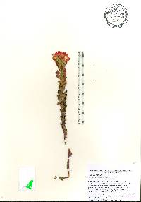 Castilleja indivisa image