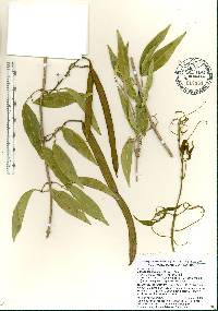 Image of Mansoa lanceolata