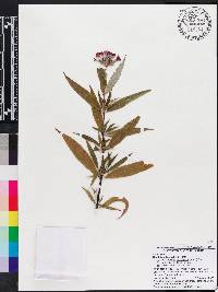 Rondeletia leucophylla image