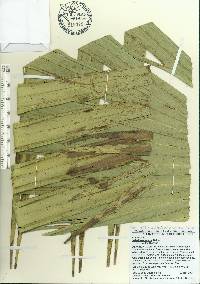 Sabal bermudana image