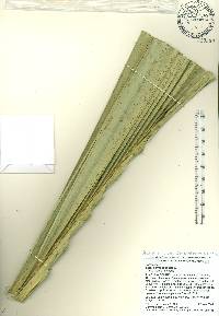 Sabal bermudana image