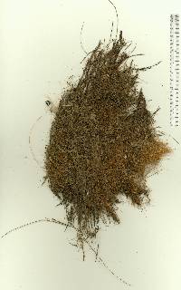 Sabal bermudana image