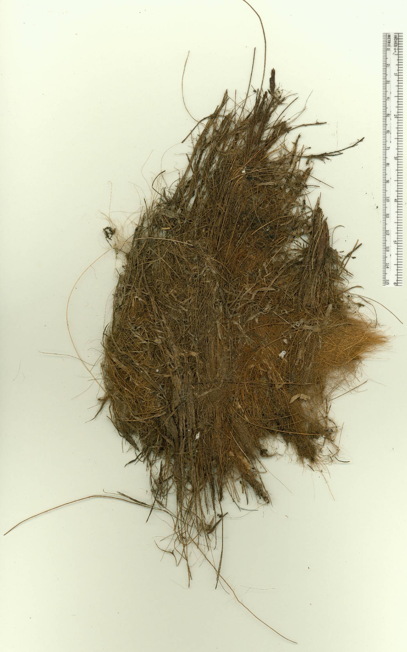 Sabal bermudana image