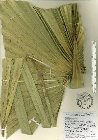 Sabal bermudana image