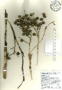 Sabal bermudana image