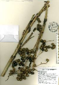Sabal bermudana image