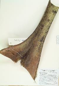 Sabal bermudana image