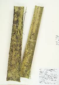 Sabal bermudana image