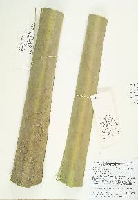 Sabal bermudana image