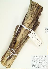 Sabal bermudana image